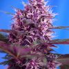 Sweet Seeds S.A.D. Auto female Seeds Sweet Seeds S.A.D. Auto female Seeds
