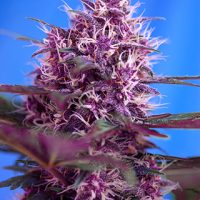 Sweet Seeds Red Poison Auto female Seeds  