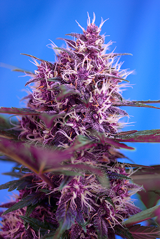 Sweet Seeds Red Poison Auto female Seeds Sweet Seeds Red Poison Auto female Seeds