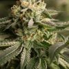 Dinafem Purple Afghan Kush female Seeds Dinafem Purple Afghan Kush female Seeds