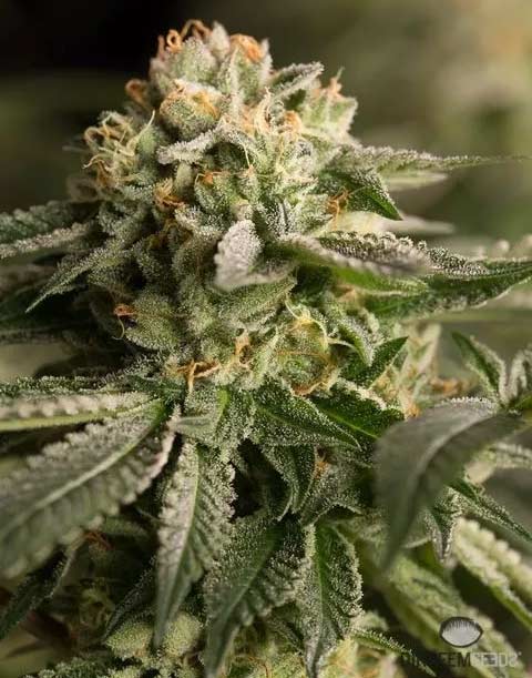 Dinafem Remo Chemo female seeds Dinafem Remo Chemo female seeds