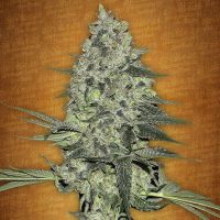 Fast Buds Rhino Ryder female seeds  