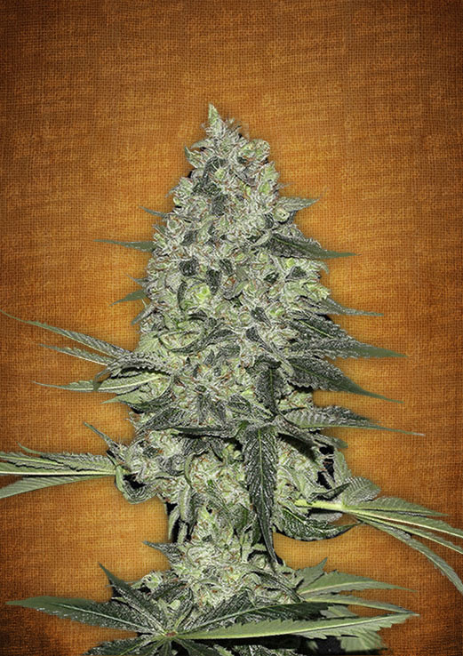 Fast Buds Rhino Ryder female seeds Fast Buds Rhino Ryder female seeds