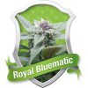 Royal Queen Seeds Royal Cheese Automatic female Seeds  