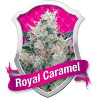 Royal Queen Seeds Royal Honey Creamfemale Seeds  