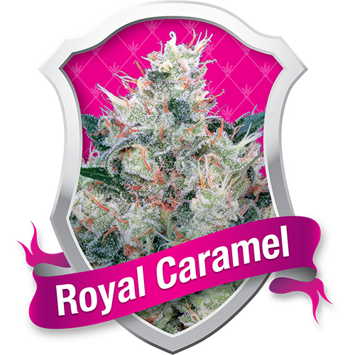 Royal Queen Seeds Royal Honey Creamfemale Seeds Royal Queen Seeds Royal Honey Creamfemale Seeds