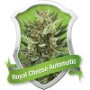 Royal Queen Seeds Royal Cheese female Seeds Royal Queen Seeds Royal Cheese female Seeds