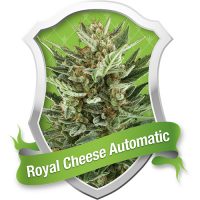 Royal Queen Seeds Royal Cheese Automatic female Seeds  