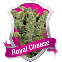 Royal Queen Seeds Royal Cheese female Seeds  