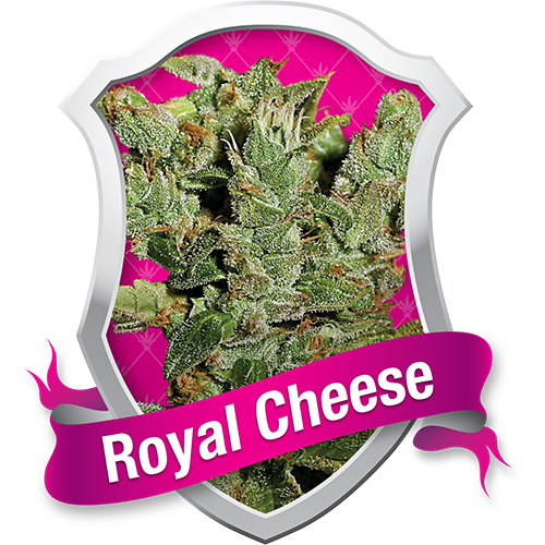 Royal Queen Seeds Royal Cheese female Seeds Royal Queen Seeds Royal Cheese female Seeds