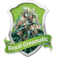 Royal Queen Seeds Royal Creamatic Automatic female Seeds  