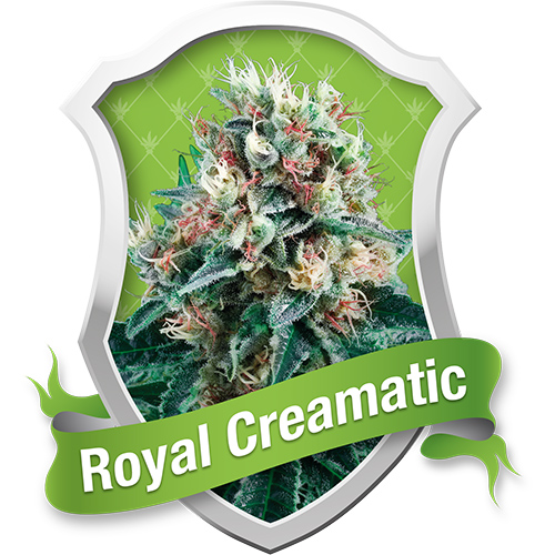 Royal Queen Seeds Royal Creamatic Automatic female Seeds Royal Queen Seeds Royal Creamatic Automatic female Seeds