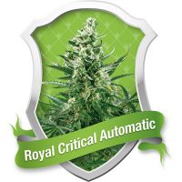 Royal Queen Seeds Royal Critical Automatic female Seeds  