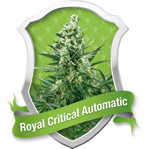 Royal Queen Seeds Royal Critical Automatic female Seeds Royal Queen Seeds Royal Critical Automatic female Seeds