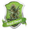 Royal Queen Seeds Royal Haze Automatic female Seeds Royal Queen Seeds Royal Haze Automatic female Seeds
