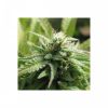 Nirvana Seeds Snow White female Seeds Nirvana Seeds Snow White female Seeds