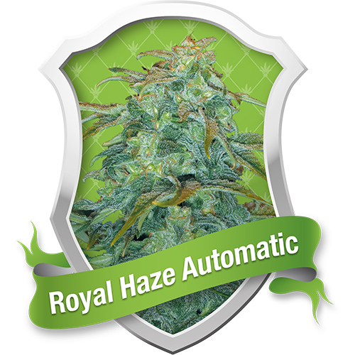 Royal Queen Seeds Royal Haze Automatic female Seeds Royal Queen Seeds Royal Haze Automatic female Seeds