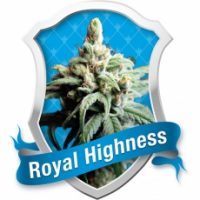 Royal Queen Seeds Royal Highness female Seeds  