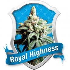 Royal Queen Seeds Royal Medic female Seeds Royal Queen Seeds Royal Medic female Seeds