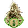 Royal Queen Seeds Kali Dog female Seeds Royal Queen Seeds Kali Dog female Seeds