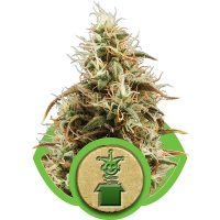 Royal Queen Seeds Jack Herer Automatic female Seeds  