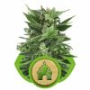 Royal Queen Seeds Royal Honey Creamfemale Seeds Royal Queen Seeds Royal Honey Creamfemale Seeds