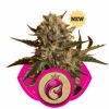 Royal Queen Seeds Royal Moby female Seeds Royal Queen Seeds Royal Moby female Seeds