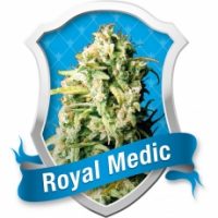 Royal Queen Seeds Royal Medic female Seeds  