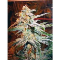 Royal Queen Seeds Blue Mistic female Seeds  