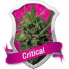 Royal Queen Seeds Critical Kush female Seeds Royal Queen Seeds Critical Kush female Seeds