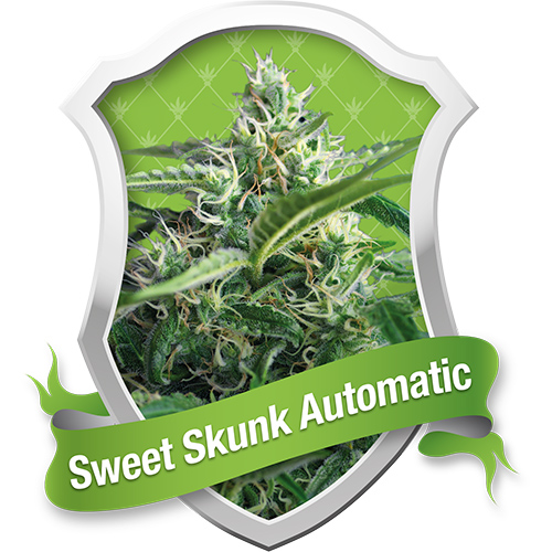 Royal Queen Seeds Sweet Skunk Automatic female Seeds Royal Queen Seeds Sweet Skunk Automatic female Seeds