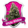Royal Queen Seeds White Widow Automatic female seeds Royal Queen Seeds White Widow Automatic female seeds