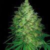 World of Seeds Privilege female Seeds  