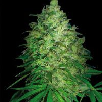 World of Seeds S. African Kwazulu female Seeds  