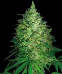 World of Seeds S. African Kwazulu female Seeds World of Seeds S. African Kwazulu female Seeds