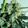 Sensi Seeds Sensi Skunk AUTO female Seeds Sensi Seeds Sensi Skunk AUTO female Seeds