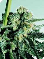 Sensi Seeds Sensi Skunk female Seeds  