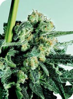 Sensi Seeds Sensi Skunk female Seeds Sensi Seeds Sensi Skunk female Seeds