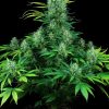 Serious Seeds Warlock female seeds  
