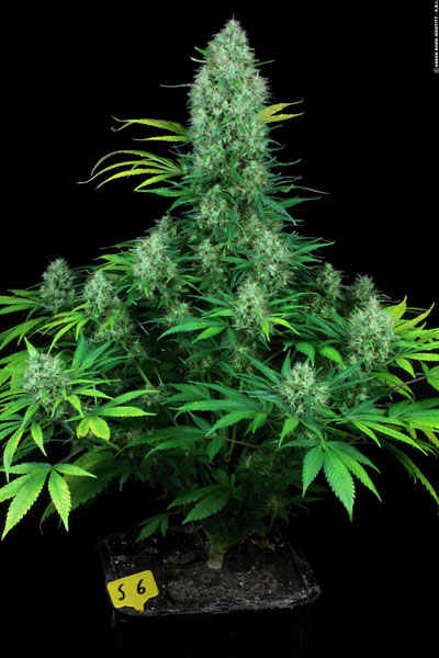 Serious Seeds Serious 6 female seeds Serious Seeds Serious 6 female seeds