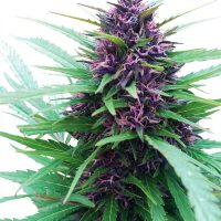 Dutch Passion Shaman female Seeds  