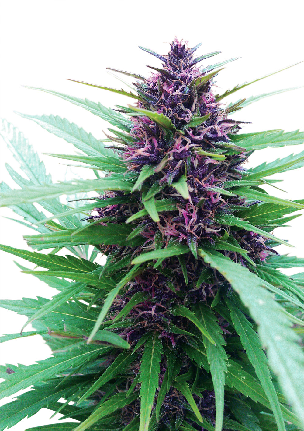 Dutch Passion Shaman female Seeds Dutch Passion Shaman female Seeds