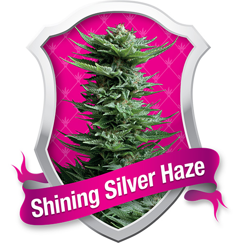 Royal Queen Seeds Shining Silver Haze female Seeds Royal Queen Seeds Shining Silver Haze female Seeds