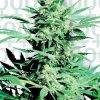 Sensi Seeds Sensi Skunk female Seeds Sensi Seeds Sensi Skunk female Seeds