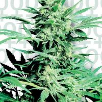 Sensi Seeds Shiva Skunk female Seeds  