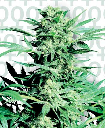 Sensi Seeds Shiva Skunk female Seeds Sensi Seeds Shiva Skunk female Seeds