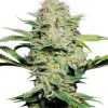 Sensi Seeds Northern Lights female Seeds Sensi Seeds Northern Lights female Seeds