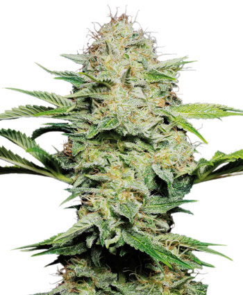 Sensi Seeds Sensi Skunk AUTO female Seeds Sensi Seeds Sensi Skunk AUTO female Seeds