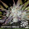 shortstuff seeds Auto Big Gun female shortstuff seeds Auto Big Gun female