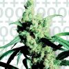 Sensi Seeds Skunk #1 AUTO female Seeds  